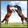 Horse Painting