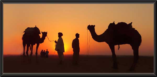 Rajasthani Camel Painting In Sunset