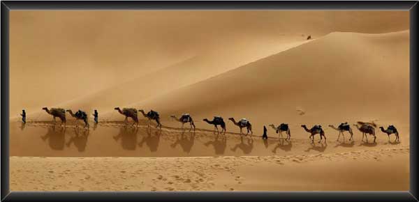 Camels In Rajasthan Desert